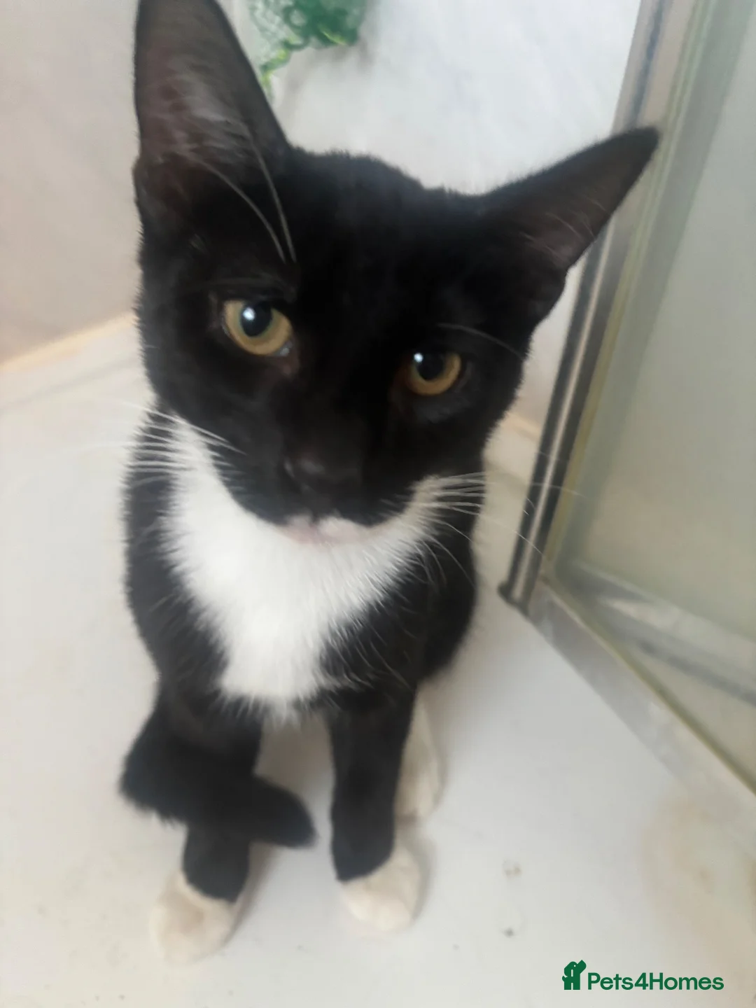 Domestic Shorthair cats for sale: KITTENS FREE in Mitcham - Advert 1