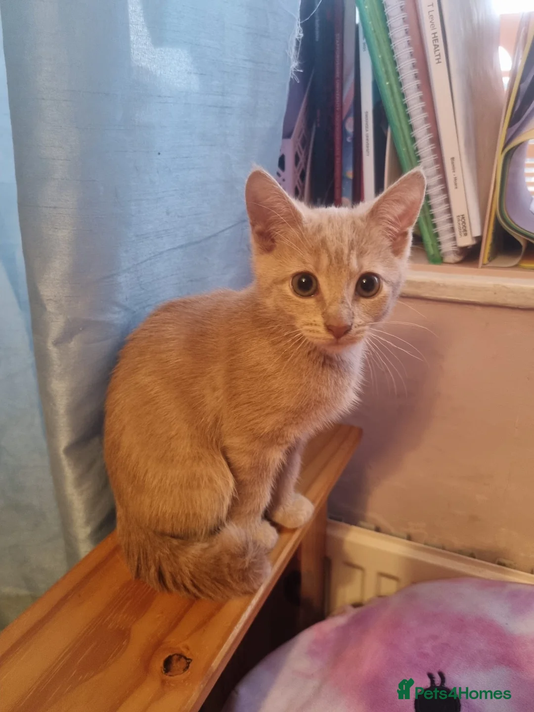 Mixed Breed cats for sale: 2 beautiful ginger cats - Advert 3