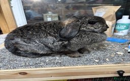 Mini Lop rabbits for sale: Steel BRC Minilop doe  - Image 4
