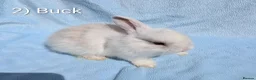 Mini Lop rabbits for sale: Stunning Mini Lop Babies  - Advert 2