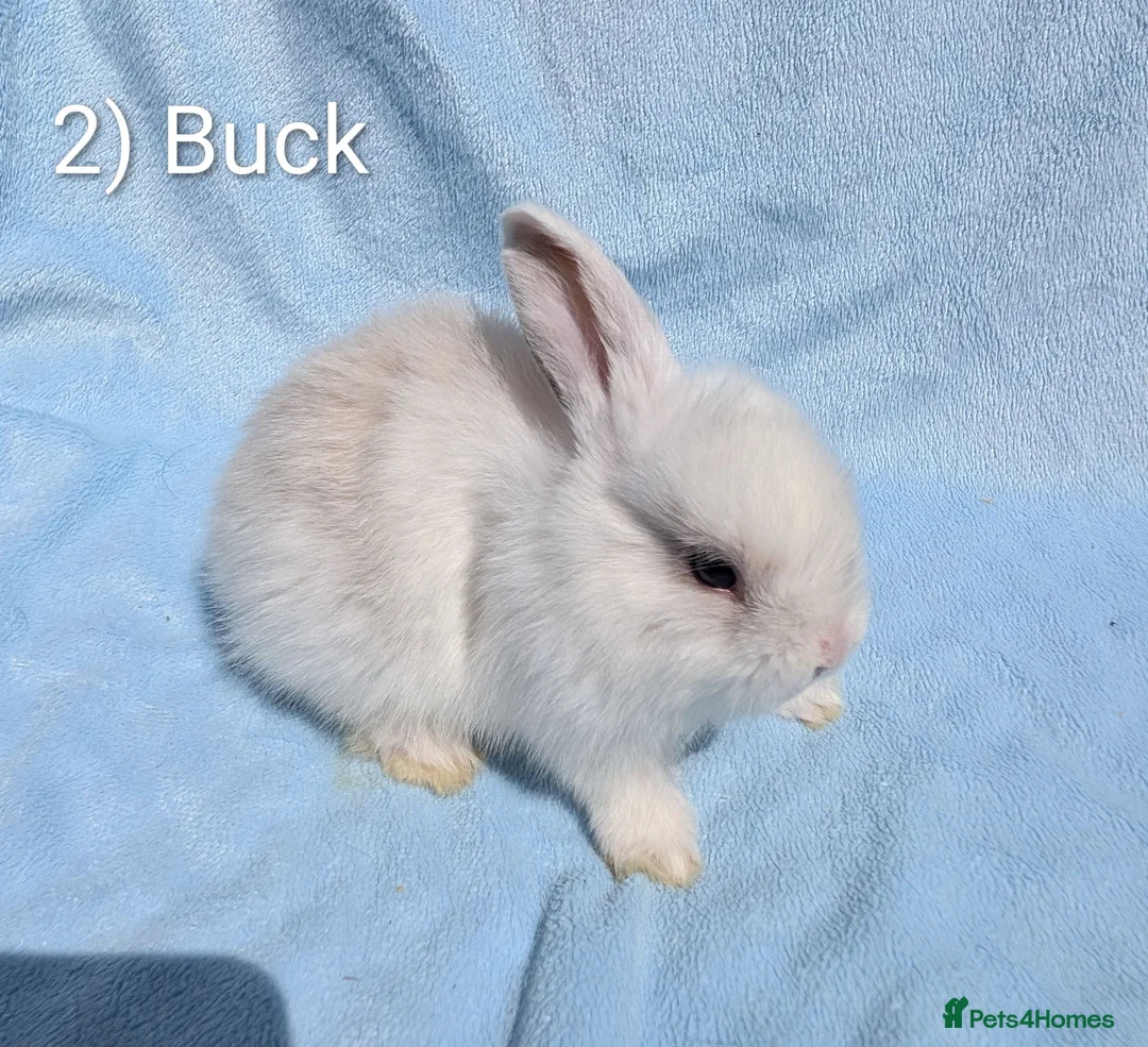 Mini Lop rabbits for sale: Stunning Mini Lop Babies  - Advert 2