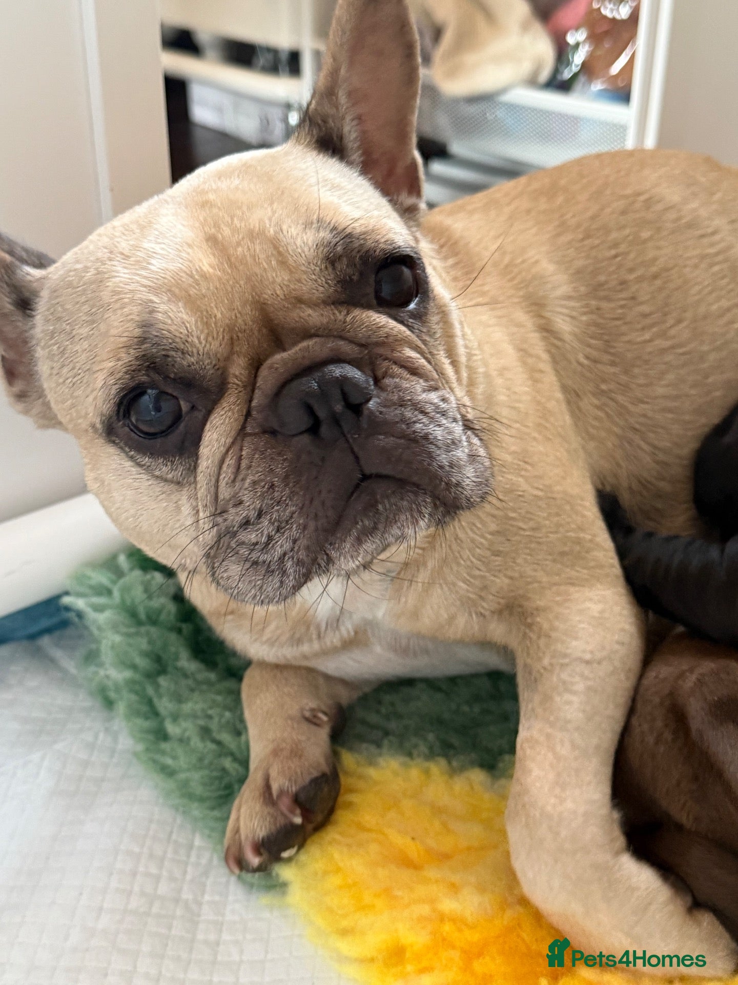 Mixed Breed dogs for sale: Cockapoo X frenchie puppies  - Advert 19
