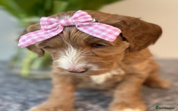 Australian Labradoodle dogs for sale: Australian Labradoodles RED&WHITE - Waiting list  - Image 20