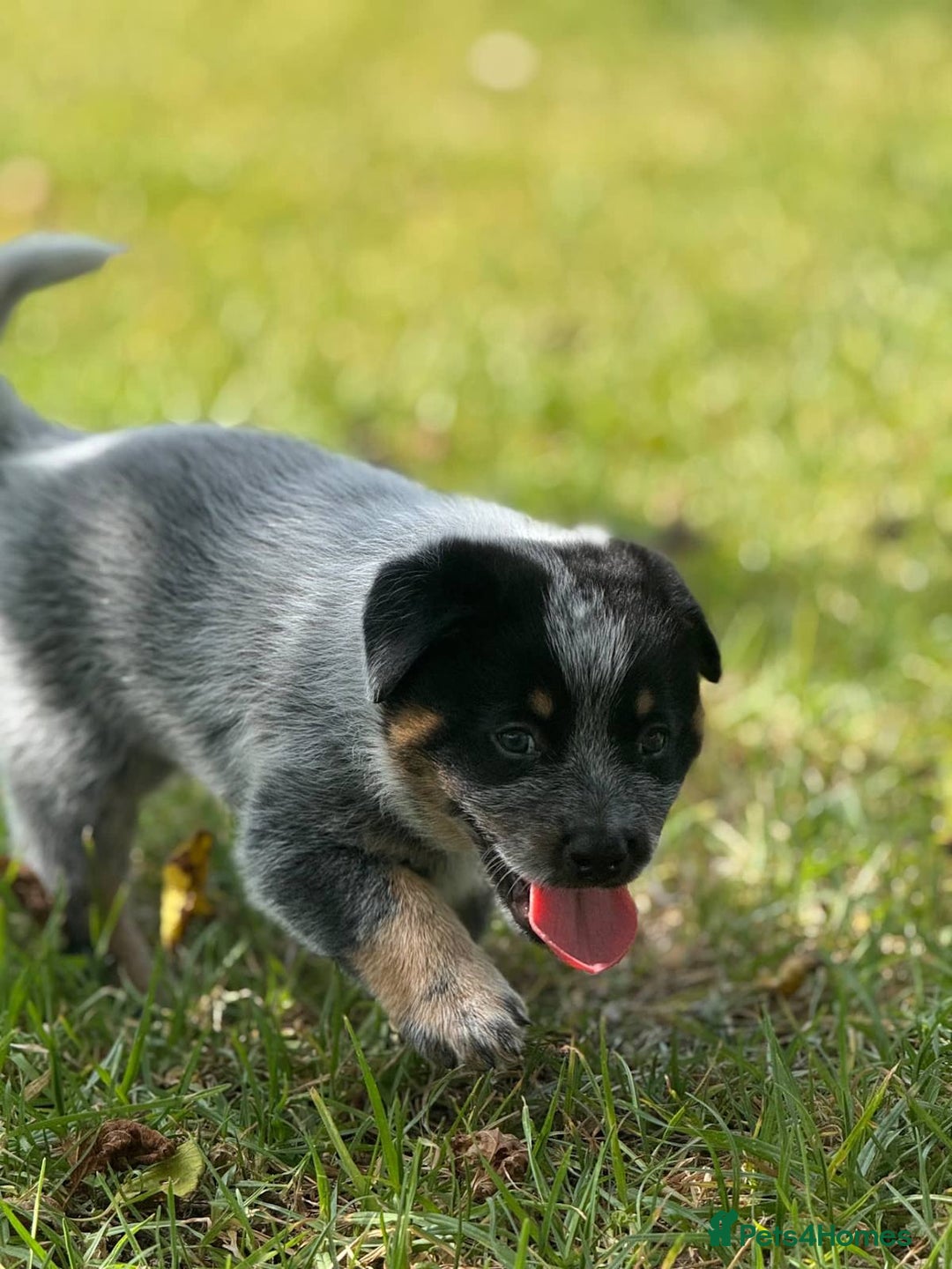 Australian Cattle Dog dogs for sale: Australian Cattle Dog Pups - Advert 3