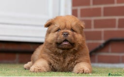 Chow Chow dogs for sale: Chow chow nation  - Image 12