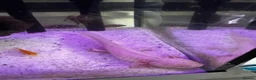 Other/Mixed Breed fish for sale: axolotls  in Morpeth - Advert 1