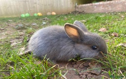 Mini Lion Lop rabbits for sale: 4 Baby Mini-Lops for sale - Image 2