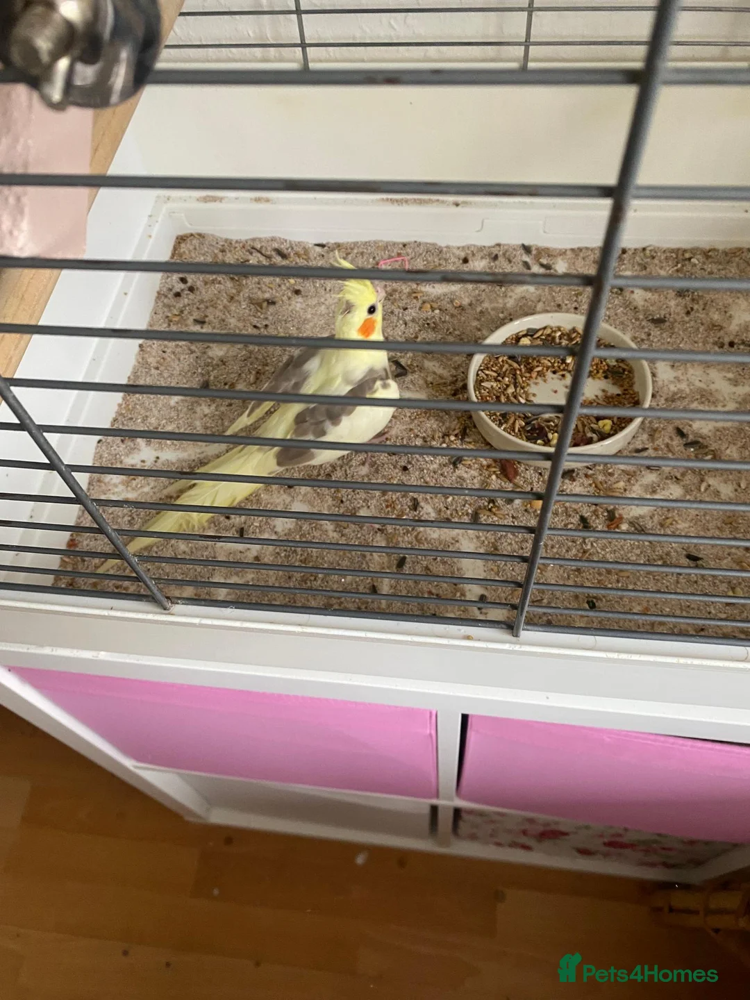Cockatiels birds for sale: Cockatiel that needs rehoming  in Warrington - Advert 2