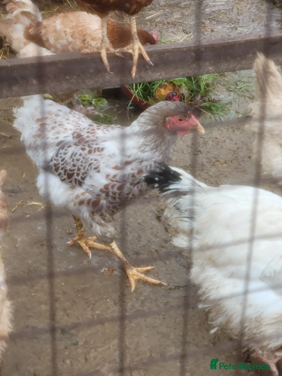 Lovebirds birds for sale: Buff Laced Wyndotte hen - Advert 4