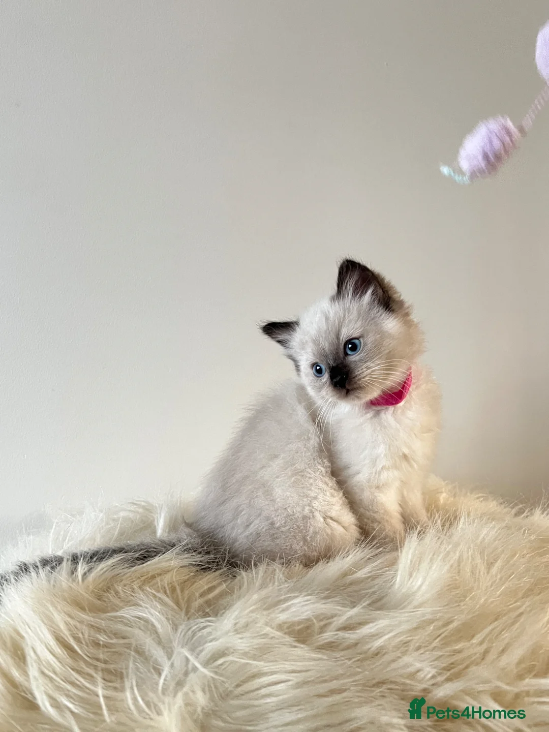 Ragdoll cats for sale: Beautiful Ragdoll Kittens – Ready To Reserve  - Advert 16