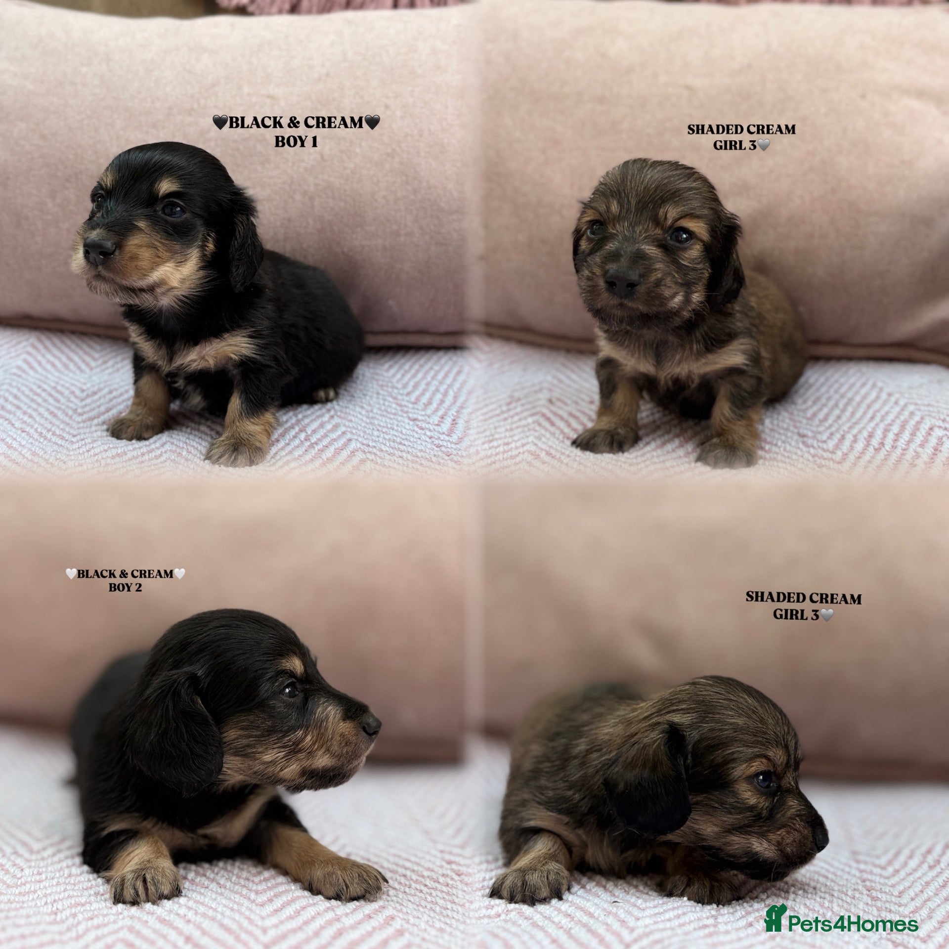 Miniature Dachshund dogs KC LONG HAIRED CREAM MINIATURE DACHSHUNDS🤍 - Advert 1