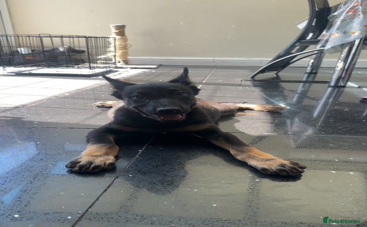 Belgian Shepherd Dog dogs - Advert 3