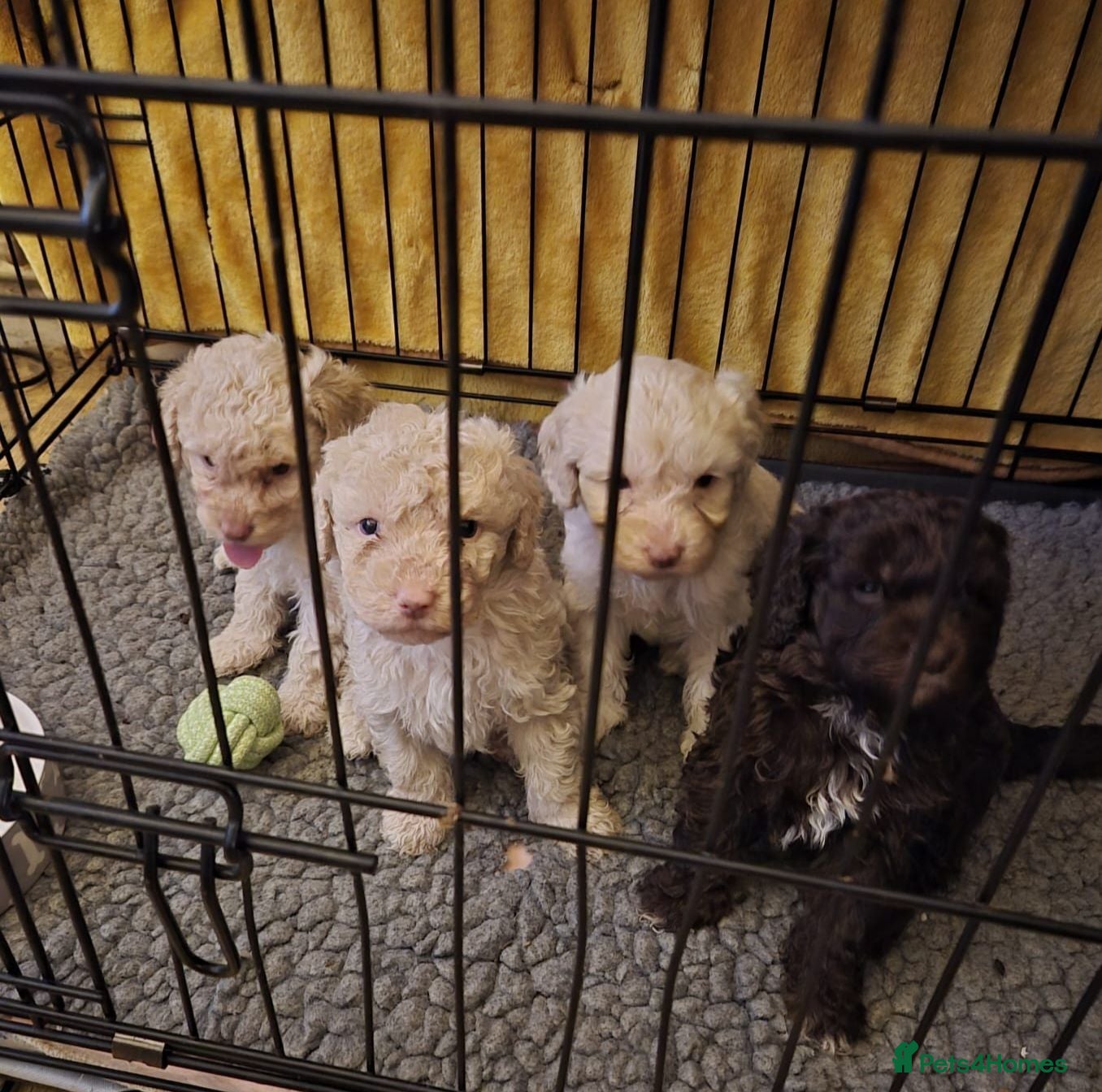 Mini Goldendoodle dogs 🐾Exceptional F1B Miniature Goldendoodle Puppies🐾 - Advert 6