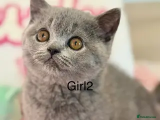 British Shorthair cats 5 Beautiful kittens❤️❤️❤️ - Advert 1