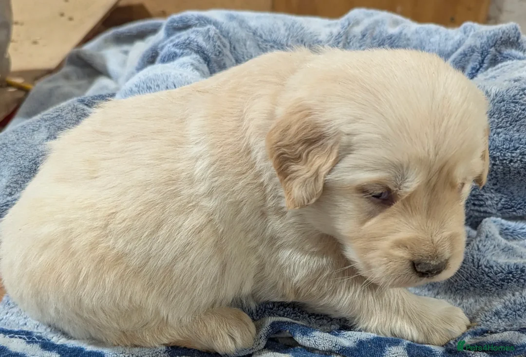 Golden Retriever dogs for sale: Golden Retrievers Family - Advert 4