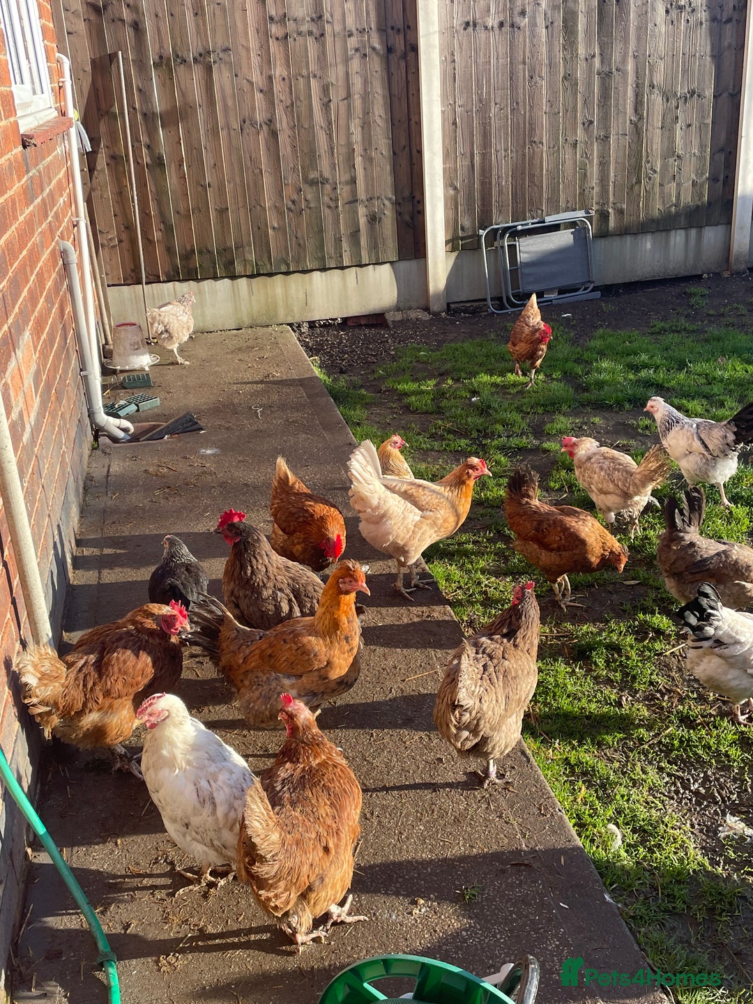 Hens poultry for sale: Mixed flock of back yard hens - Image 1