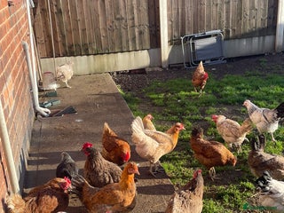 Hens poultry for sale - Advert 1