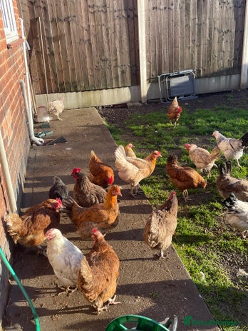 Hens poultry - Advert 1