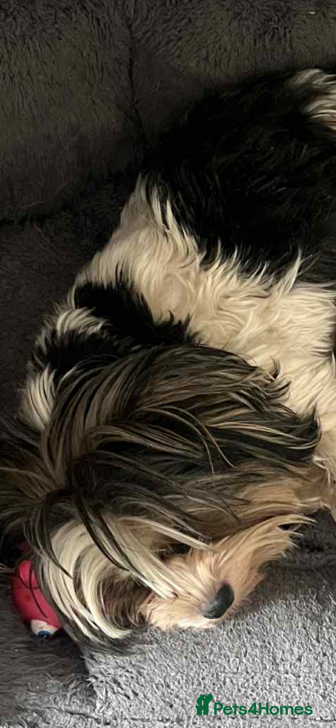 Biewer Terrier dogs for sale: FEMALE BIEWER TERRIER, ready to go  - Advert 3