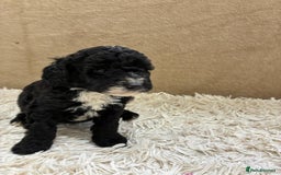 Sproodle dogs for sale: Lovely Sproodles (Springerpoos) - Image 8