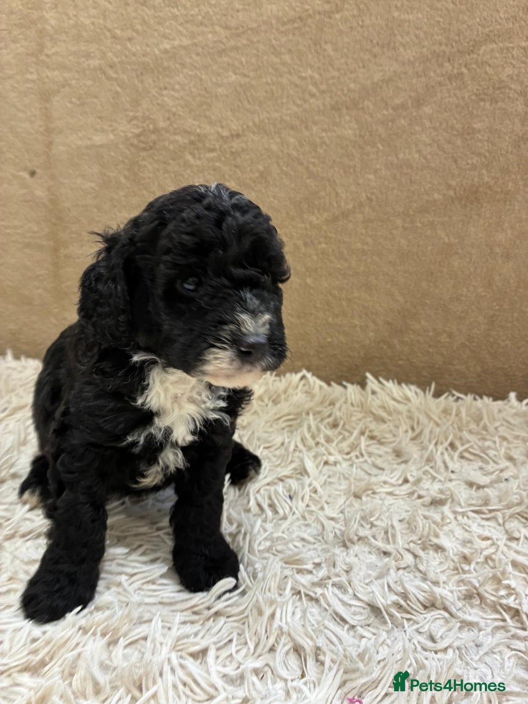 Sproodle dogs for sale: Lovely Sproodles (Springerpoos) - Image 8