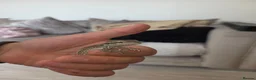 Bearded Dragon reptiles for sale: Baby beardies  - Advert 16