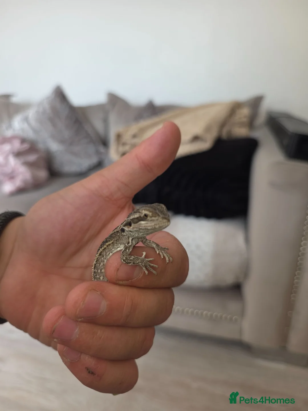Bearded Dragon reptiles for sale: Baby beardies  - Advert 16