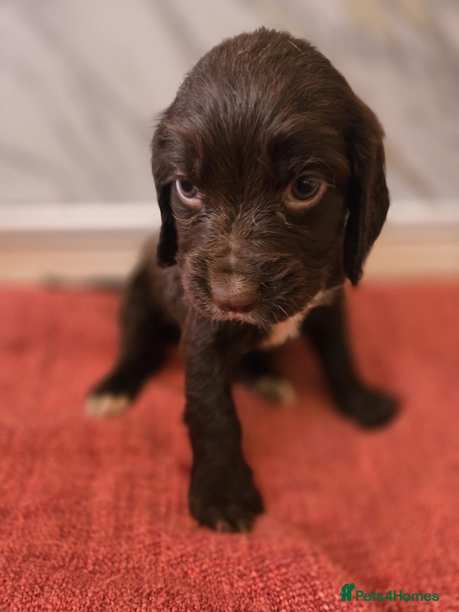 Sprocker dogs Beautiful cocker Spaniel  - Advert 1