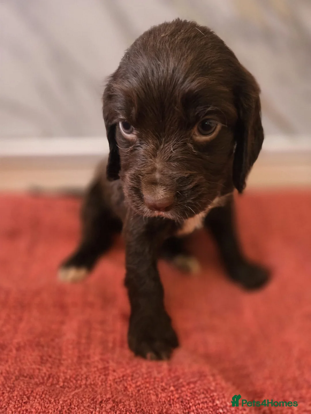 Sprocker dogs for sale: Beautiful cocker Spaniel  in Barnsley - Advert 1