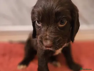 Sprocker dogs Beautiful cocker Spaniel - Advert 2