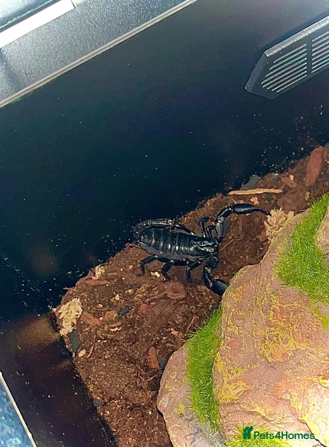 Scorpions invertebrates for sale: Asian forest scorpion - Advert 6