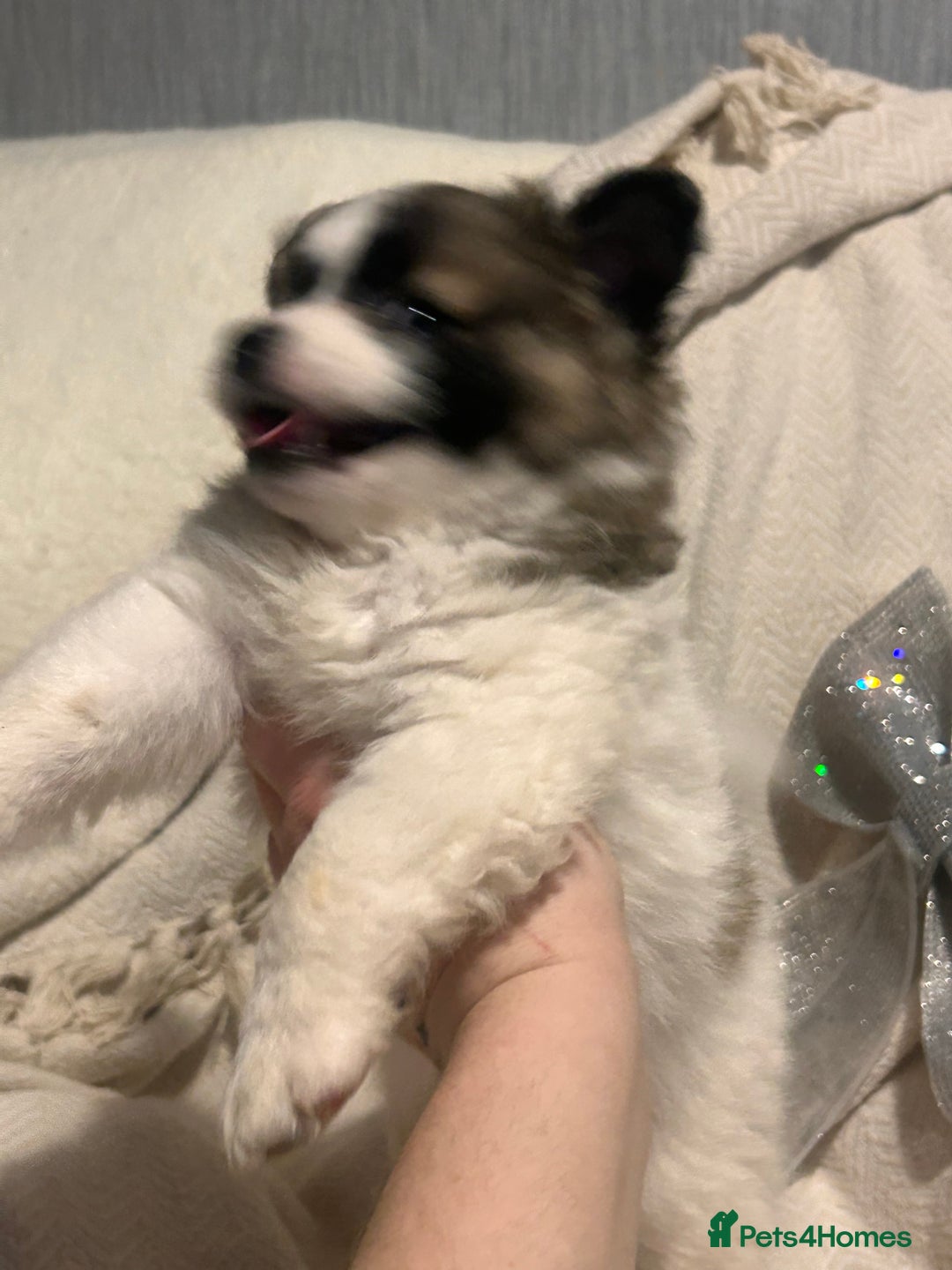 Mixed Breed dogs for sale: German spitz cross - Advert 27