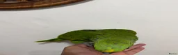Parrots birds for sale: Baby Yellow nape amazon - Advert 7