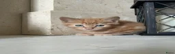 Mixed Breed cats for sale: Male ginger kitten  in Birmingham - Advert 2