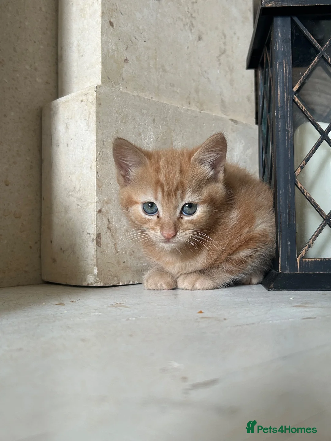 Mixed Breed cats for sale: Male ginger kitten  in Birmingham - Advert 2