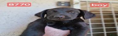 Labradoodle 6