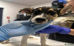 Mixed Breed dogs for adoption: 🍶Milkshake🍶 needs a home!  - Image 11