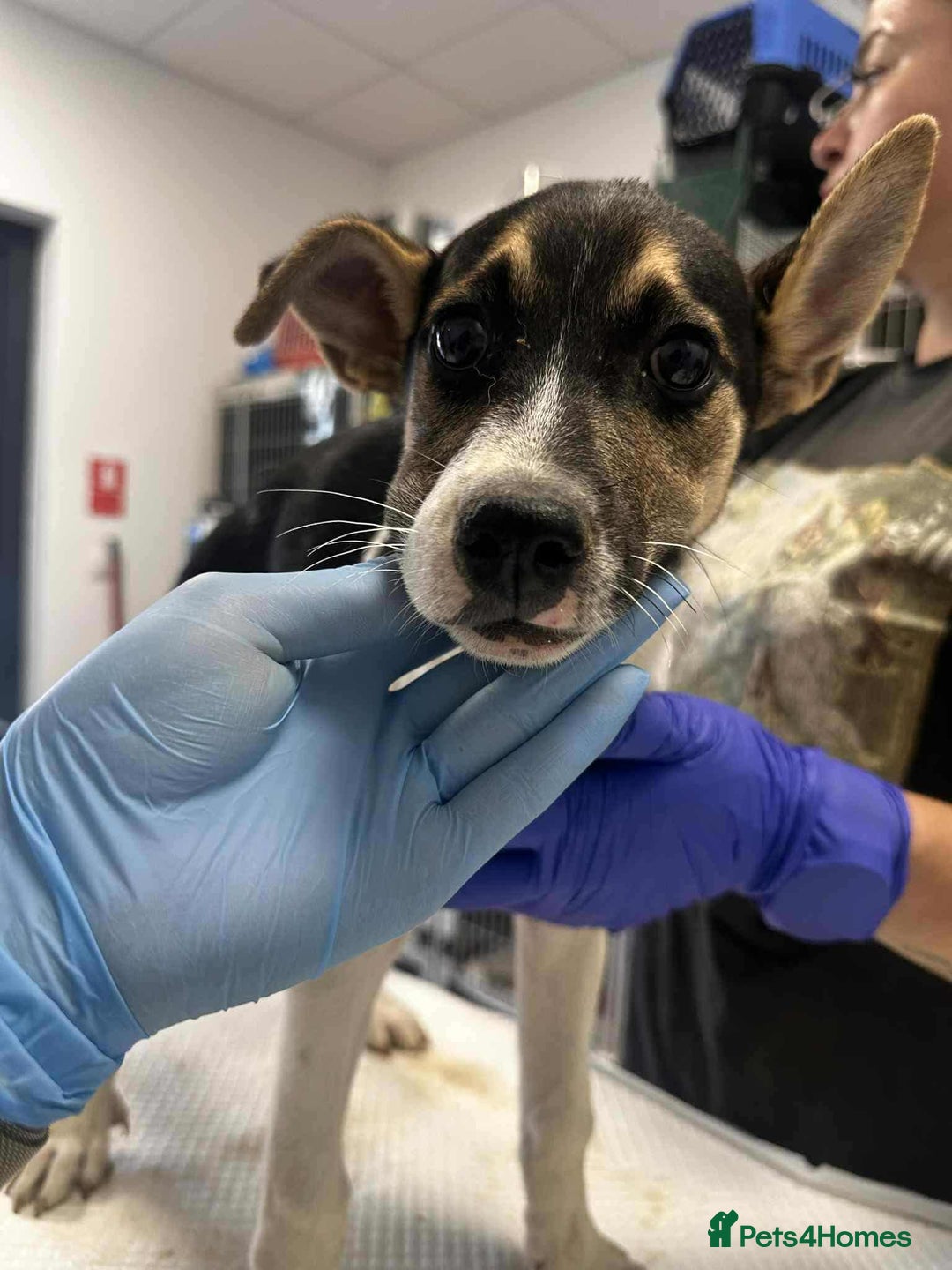 Mixed Breed dogs for adoption: 🍶Milkshake🍶 needs a home!  - Image 11