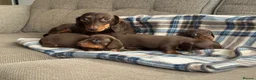 Miniature Dachshund dogs for sale: Miniature dachshunds chocolate and tan  - Advert 2