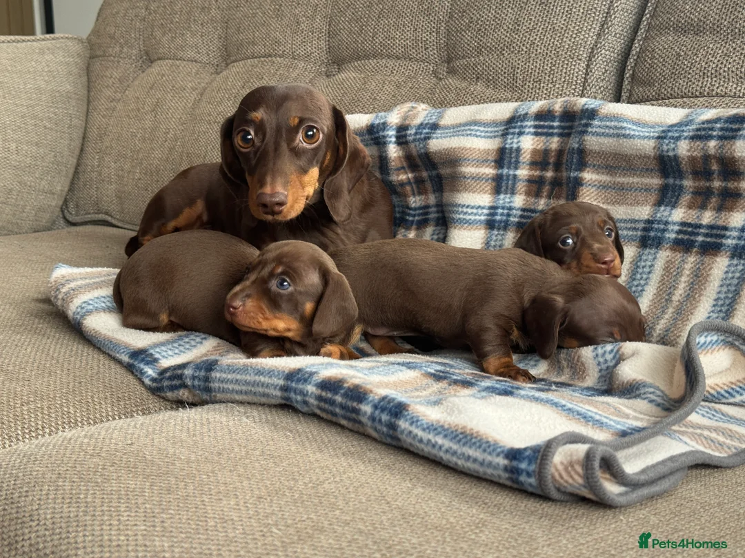 Miniature Dachshund dogs for sale: Miniature dachshunds chocolate and tan  - Advert 2