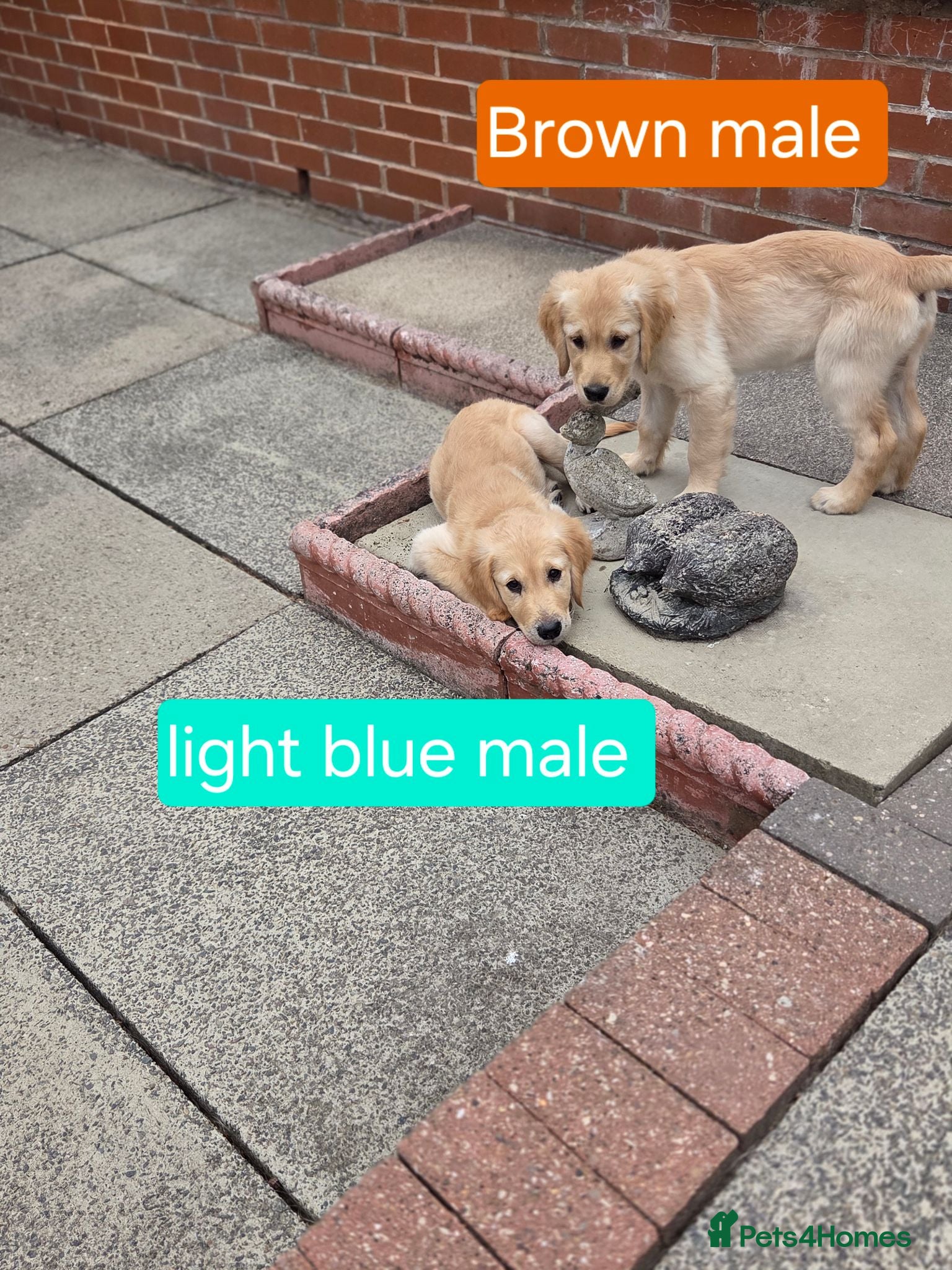 Golden Retriever dogs Beautiful natured pups fully vaccinated - Advert 2