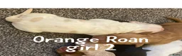 Cocker Spaniel dogs for sale: Show Type Cocker Spaniels HEALTH TESTED Parents - Advert 20