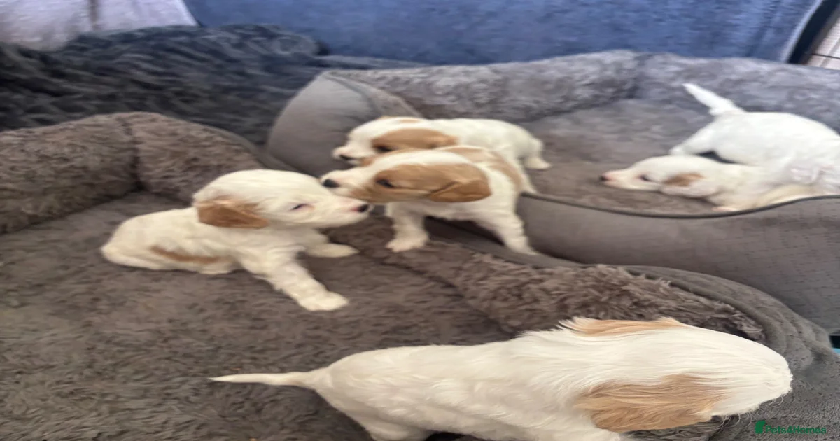 Cavapoo Puppies for sale | Pets4Homes