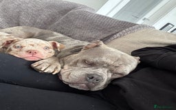 American Bully dogs for sale: Pocket Bully  - Image 7