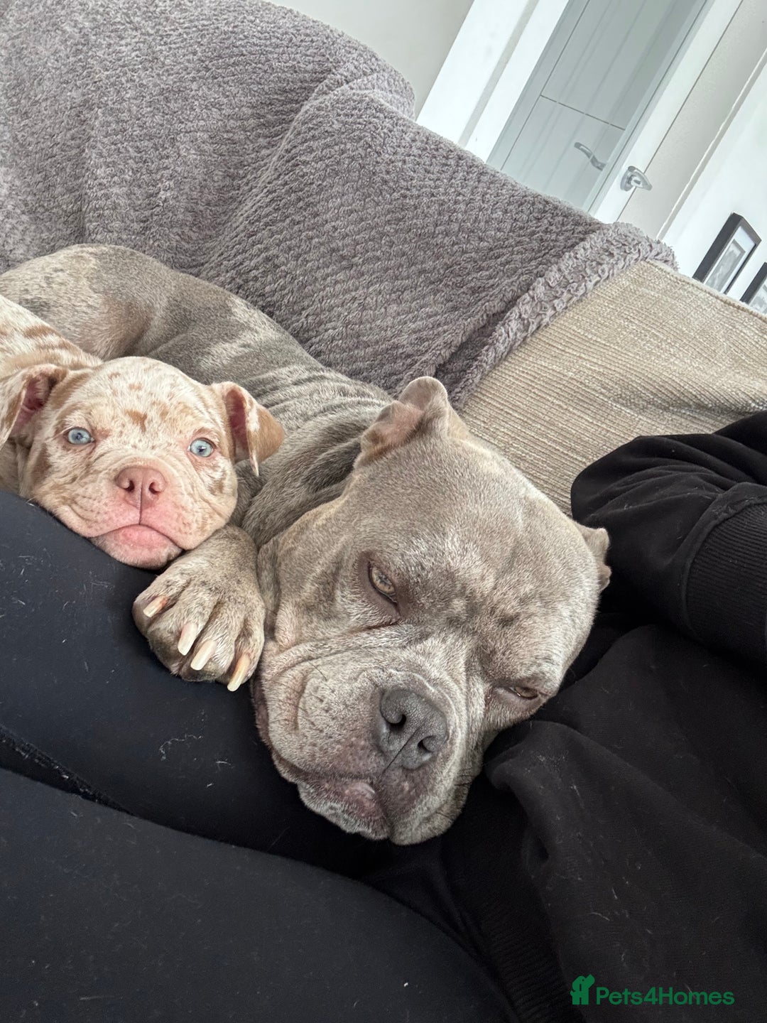 American Bully dogs for sale: Pocket Bully  - Image 7