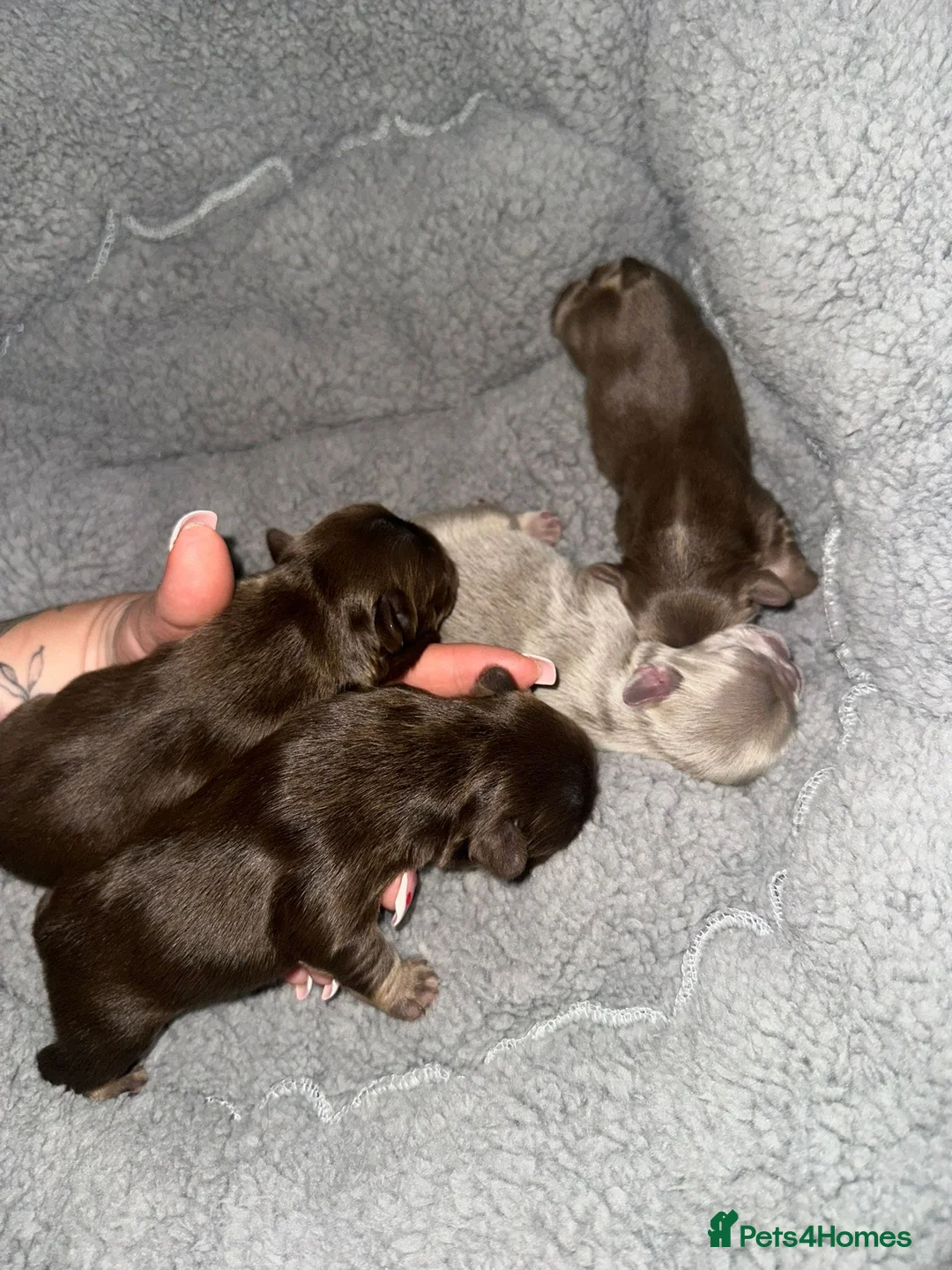 French Bulldog dogs for stud: Visual fluffy Choc Rojo and Isabella  in London - Advert 11