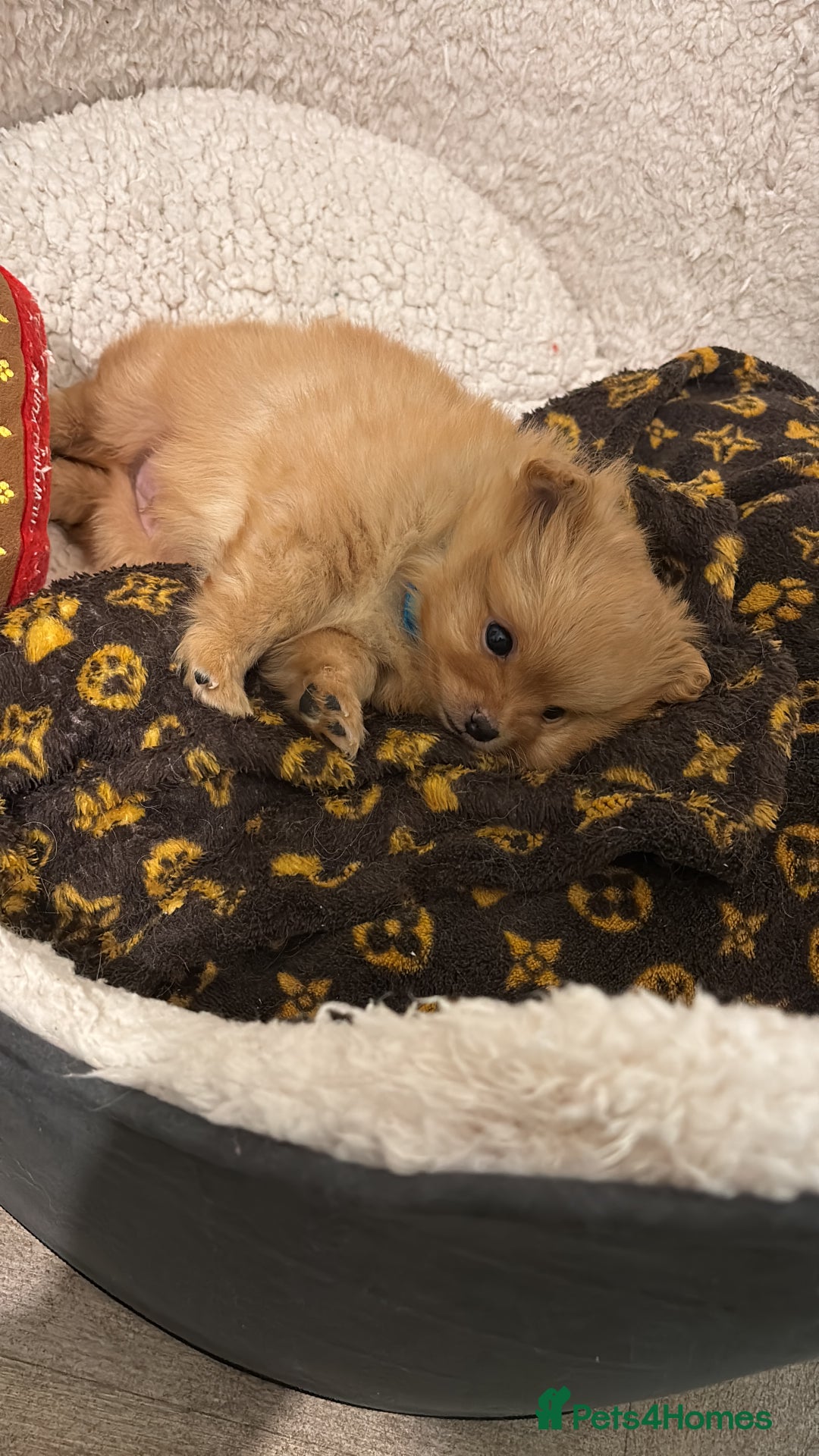 Mixed Breed dogs for sale: Pomeranian mixt with bichon - Advert 21