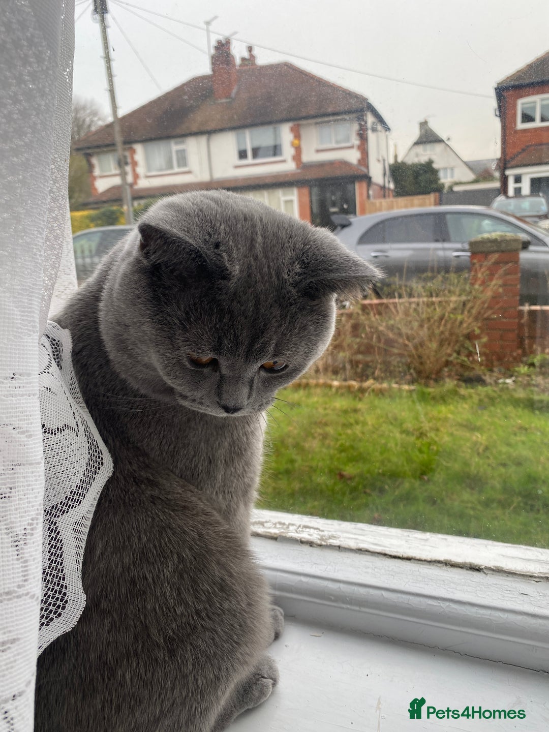 British Shorthair cats for sale: British Shorthair Male – Plush Silver Coat - Advert 9