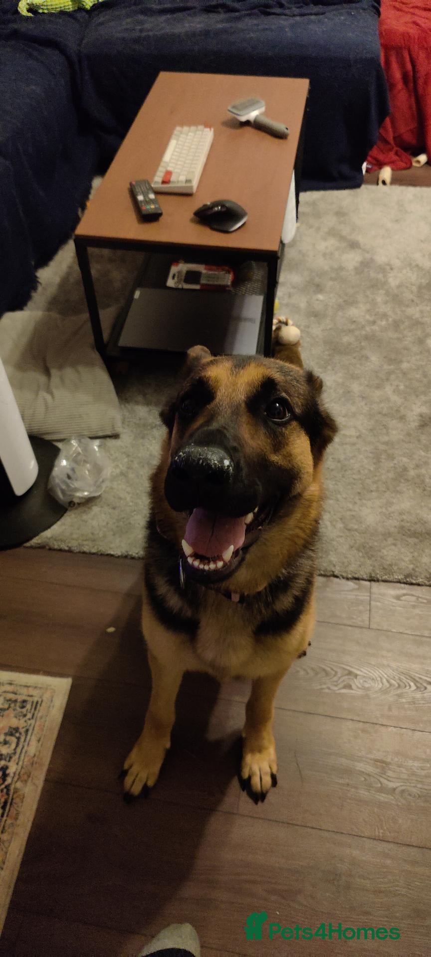 German Shepherd dogs 2 year old German Shepherd - Advert 1