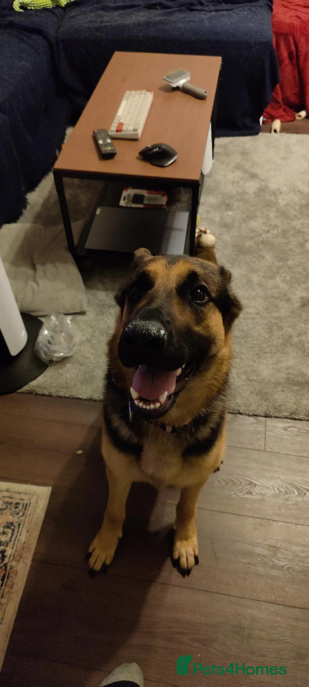 German Shepherd dogs for sale: 2 year old German Shepherd - Advert 1